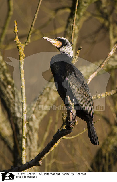 Kormoran / great cormorant / WS-02546