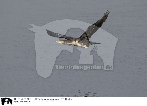 fliegender Kormoran / flying cormorant / THA-01706