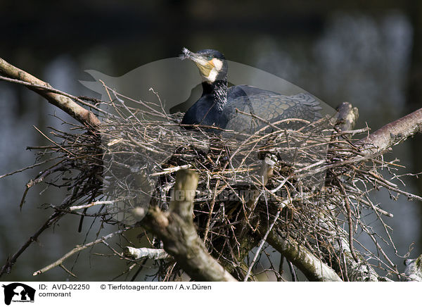 Kormoran / cormorant / AVD-02250