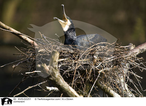 Kormoran / cormorant / AVD-02251