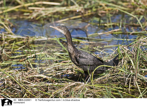 Kormoran / cormorant / MBS-02861