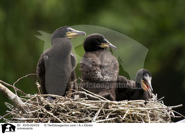 Kormorane / cormorants / AVD-02433