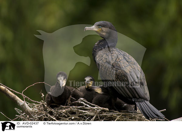 Kormorane / cormorants / AVD-02437