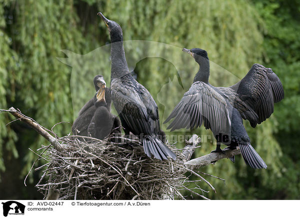 Kormorane / cormorants / AVD-02447