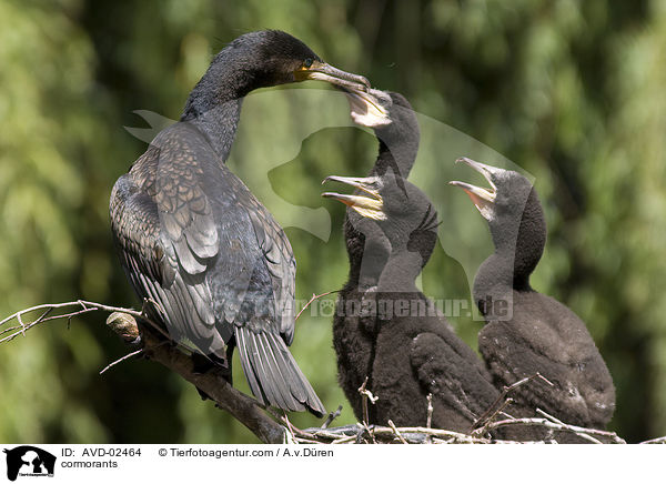 Kormorane / cormorants / AVD-02464