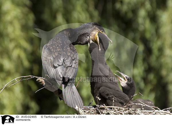 Kormorane / cormorants / AVD-02465