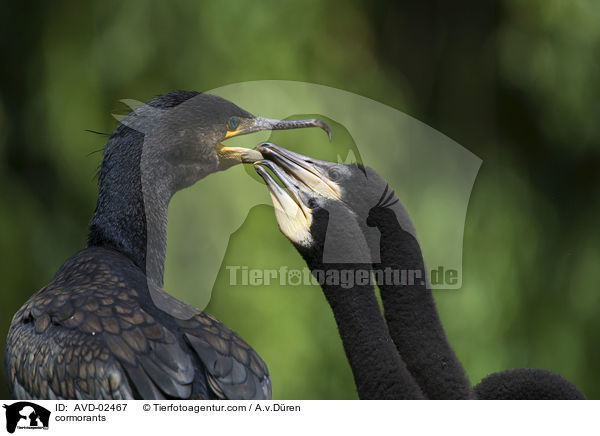 Kormorane / cormorants / AVD-02467