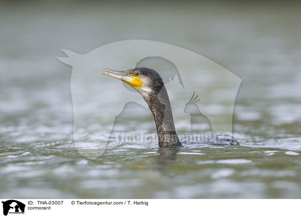 Kormoran / cormorant / THA-03007