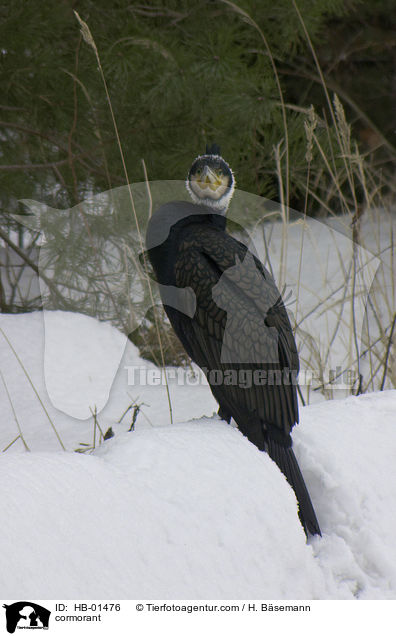 Kormoran / cormorant / HB-01476