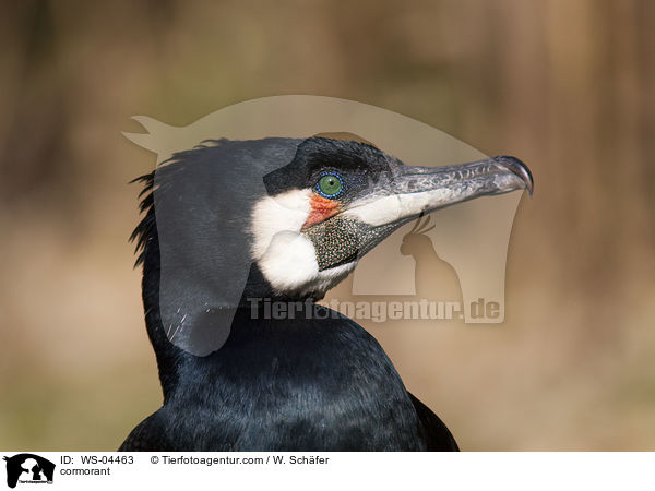 Kormoran / cormorant / WS-04463