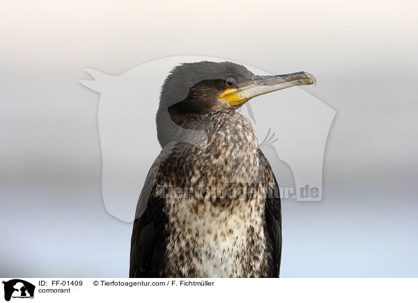 Kormoran / cormorant / FF-01409