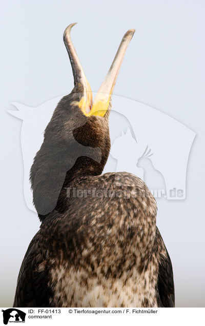 Kormoran / cormorant / FF-01413