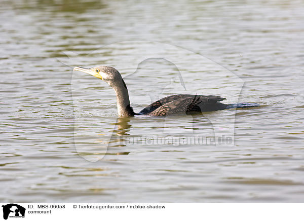 Kormoran / cormorant / MBS-06058