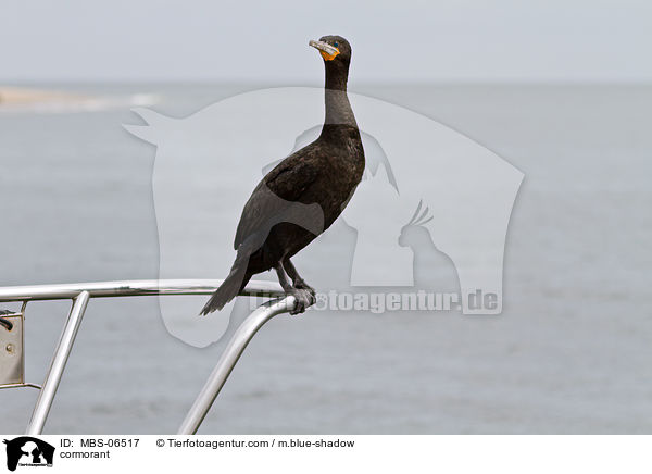 Kormoran / cormorant / MBS-06517