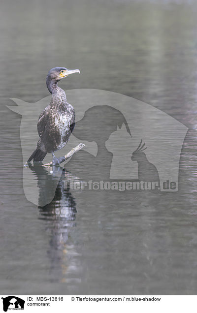 Kormoran / cormorant / MBS-13616