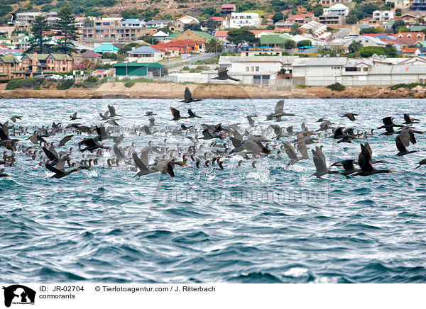 Kormorane / cormorants / JR-02704