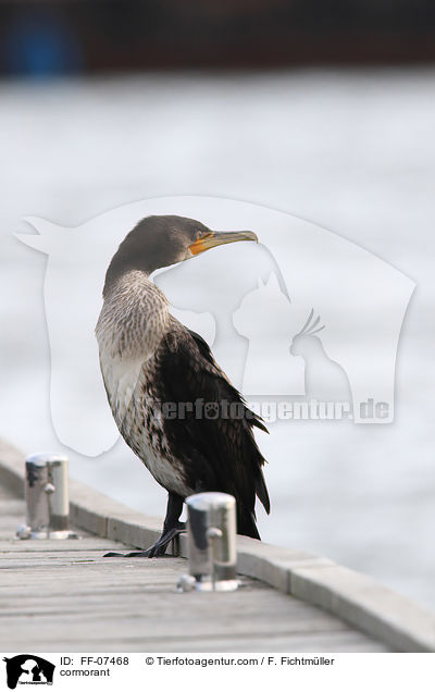 Kormoran / cormorant / FF-07468