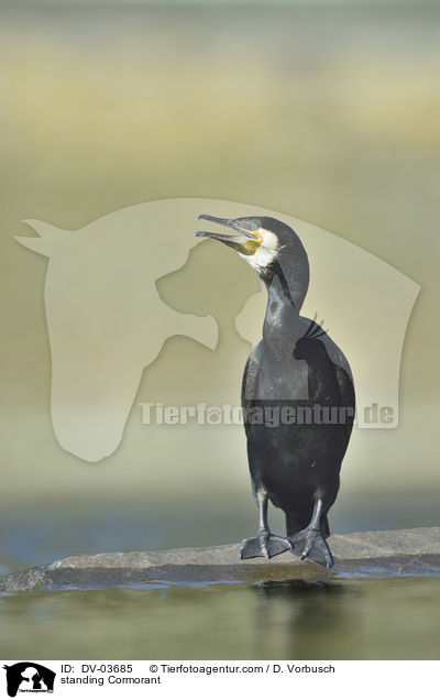 stehender Kormoran / standing Cormorant / DV-03685