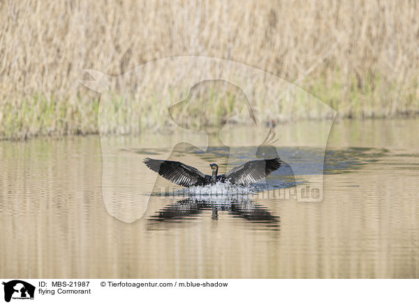 fliegender Kormoran / flying Cormorant / MBS-21987