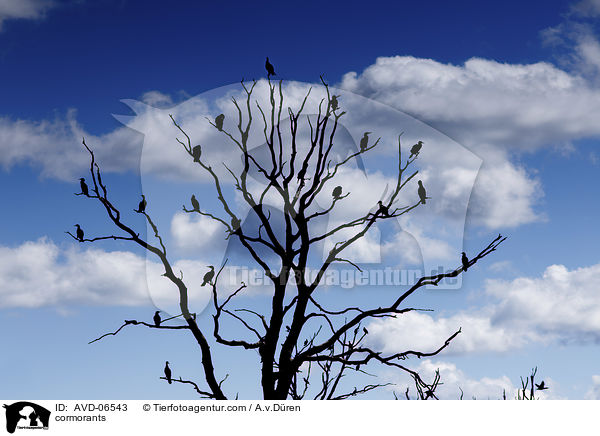 Kormorane / cormorants / AVD-06543