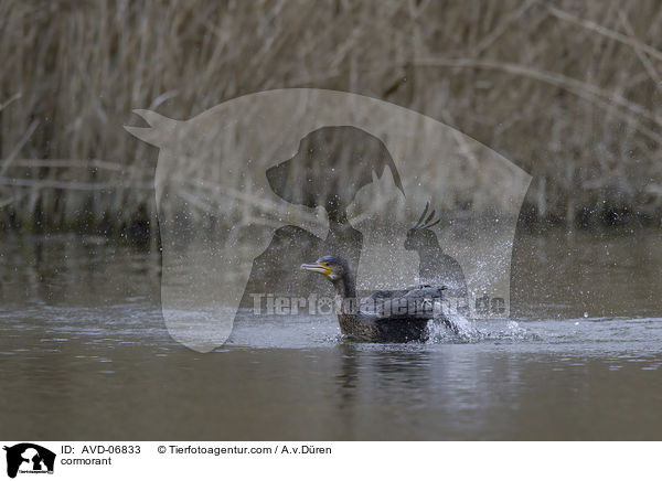 Kormoran / cormorant / AVD-06833