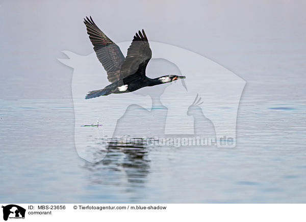 Kormoran / cormorant / MBS-23656