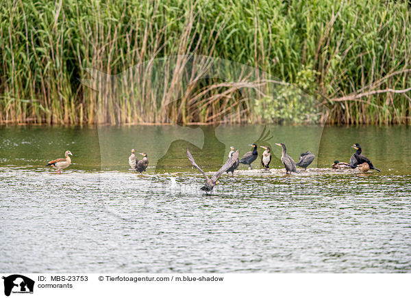 Kormorane / cormorants / MBS-23753