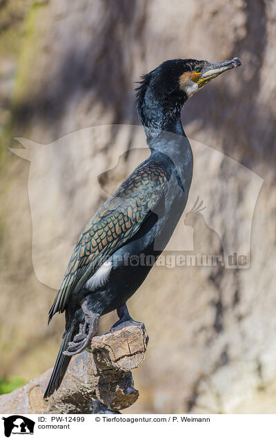 Kormoran / cormorant / PW-12499