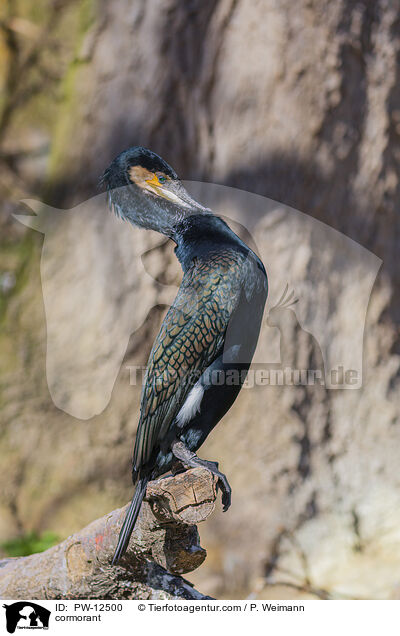 Kormoran / cormorant / PW-12500