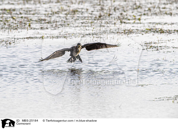 Cormorant / MBS-25184