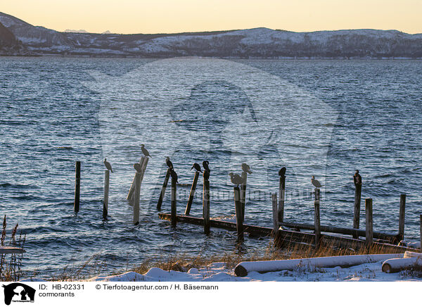 Kormorane / cormorants / HB-02331