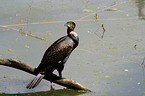 Great Cormorant