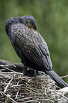 cormorant