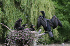 cormorants