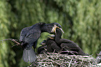 cormorants