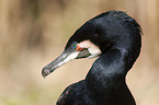 cormorant