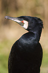 cormorant