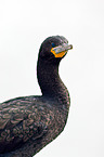 cormorant