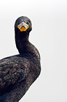 cormorant