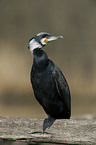 cormorant