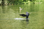 cormorant