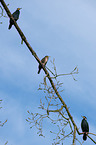 cormorants