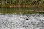 cormorant