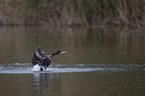 cormorant