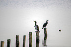 Cormorants sit on posts