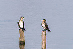 Cormorants sit on posts