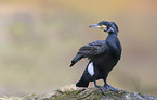 cormorant