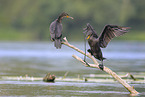 cormorant