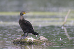 cormorant