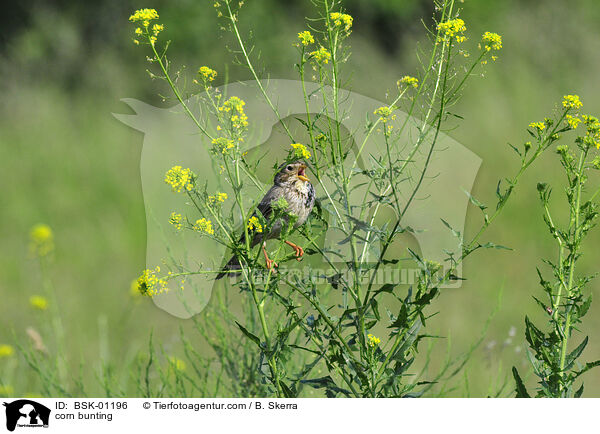 Grauammer / corn bunting / BSK-01196